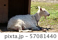 The birth of a child goat 57081440
