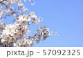 Clear cherry blossoms image 57092325