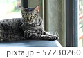 Cute gray striped cat licking her hair. 57230260