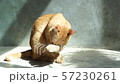 Cute red cat licking his hair. 57230261