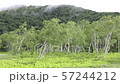 Ozegahara_Birch forest and flowing clouds_July_4K 57244212