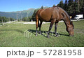 Beautiful, well-groomed horses in the stable and pasture 3 57281958