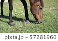 Beautiful, well-groomed horses in the stable and pasture 2 57281960