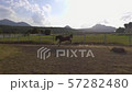 Beautiful, well-groomed horses in the stable and pasture 8 57282480