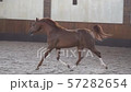 Beautiful, well-groomed horses in the stable and pasture 6 57282654
