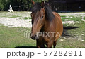 Beautiful, well-groomed horses in the stable and pasture 1 57282911