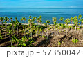 Spectacular beach in Philippines 57350042