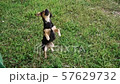 Small dog stands on its hind legs. Cute dog executes a command. 57629732