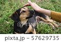 Female hand petting her dog. Woman caress small dog close up. 57629735