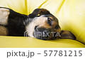 Cute sleepy dog lying on a yellow sofa. 57781215