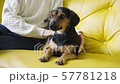 Female hand petting a dog on a sofa. Woman caress cute dog. 57781218