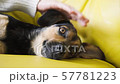 Female hand petting a dog on a sofa. Woman caress cute sleepy dog. 57781223