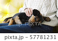 Girl petting cute dog. A dog lying on female knees. 57781231