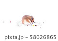 funny light brown dwarf hamster on a white background dwarf hamster eats, hamster on a white background 58026865