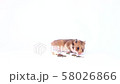 funny light brown dwarf hamster on a white background dwarf hamster eats, hamster on a white background 58026866