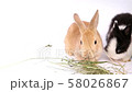 Easter bunny, cute bunnies, rabbit on white background 58026867