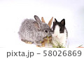 Easter bunny, cute bunnies, rabbit on white background 58026869