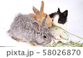 Easter bunny, cute bunnies, rabbit on white background 58026870