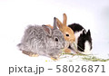 Easter bunny, cute bunnies, rabbit on white background 58026871