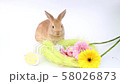 Easter bunny, cute bunnies, rabbit on white background 58026873