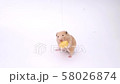 Funny hamster, hamster eats, hamster on a white background 58026874
