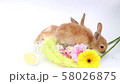 Easter bunny, cute bunnies, rabbit on white background 58026875