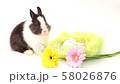 Easter bunny, cute bunnies, rabbit on white background 58026876