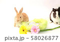 Easter bunny, cute bunnies, rabbit on white background 58026877