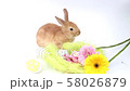 Easter bunny, cute bunnies, rabbit on white background 58026879