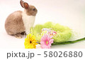 Easter bunny, cute bunnies, rabbit on white background 58026880