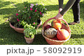 Fresh autumn harvest from the garden 58092919