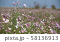 Cosmos flowers swaying in the wind, slow motion 58136913
