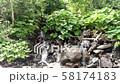 Waterfall water flowing from mountain forest  58174183