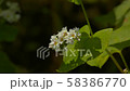 buckwheat flower, bloom, blossom 58386770