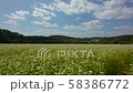 buckwheat flower, buckwheat, buckwheat field 58386772