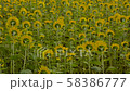 sunflower, sunflowers, full bloom 58386777