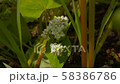 buckwheat flower, bloom, blossom 58386786