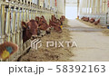 Cows in cowhouse eating hay in dairy farm 58392163