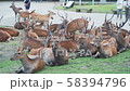 見渡す限り鹿だらけ。涼を求める「鹿だまり」夏の奈良公園 58394796