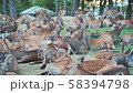 見渡す限り鹿だらけ。涼を求める「鹿だまり」夏の奈良公園 58394798