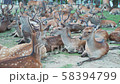 見渡す限り鹿だらけ。涼を求める「鹿だまり」夏の奈良公園 58394799