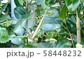 カマキリの全身斜め右上から 58448232