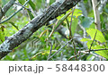 逆さまのカマキリの全身 58448300