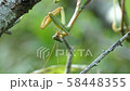 カマをお手入れするカマキリの上半身01 58448355