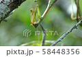 カマをお手入れするカマキリの上半身02 58448356