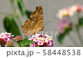 花の蜜を吸うキタテハ 58448538