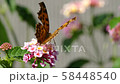花の蜜を吸うキタテハ 58448540