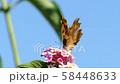 花の蜜を吸うキタテハ 58448633