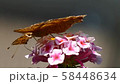 花の蜜を吸うキタテハのアップ 58448634