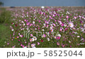 Cosmos flowers swaying in the wind, slow motion 58525044